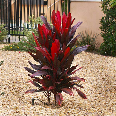 Hawaiian Ti Plant