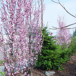 Corinthian Pink Double Flowering Peach Tree