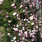 Corinthian Pink Double Flowering Peach Tree