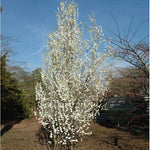 Corinthian White Double Flowering Peach Tree
