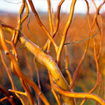 After the leaves turn yellow infall they drop to reveal the spectacular yellow branching for winter.