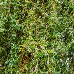 The corkscrew willow's yellow branches highlight it's curling leaves.