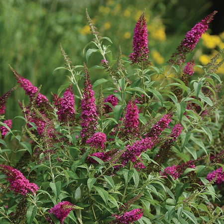 CranRazz™ Butterfly Bush (Tree Form)