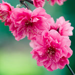 Crimson Cascade Weeping Peach Tree