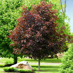 Crimson Kings are green in spring but when summer starts they are redish purple all summer long.