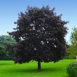 Don't wait until fall to get colorful foliage, Crimson King's color lasts all summer.