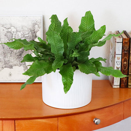 Crocodile Fern