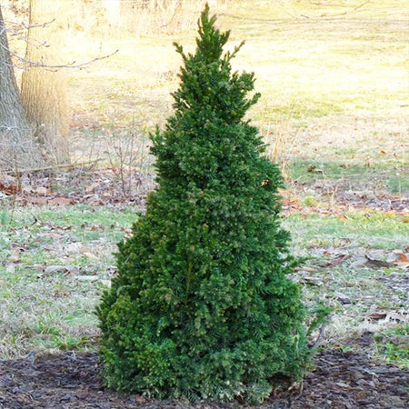 Black Dragon Cryptomeria