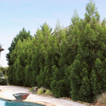 Cryptomeria Radicans Tree