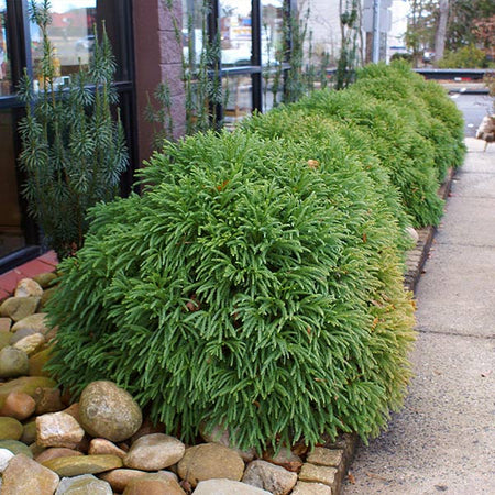Cryptomeria 'Globosa Nana'