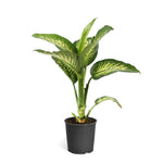 Tropic Snow Plant