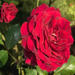 Don Juan Rose