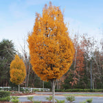 Fall color on the DannaSpire Elm is golden yellow.