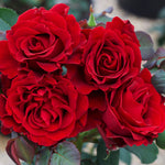 Dancing in the Dark™ Rose Tree