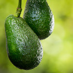 Condo™ Avocado Tree