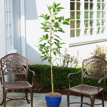 Condo™ Avocado Tree