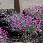 Firewitch Dianthus