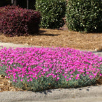 Firewitch Dianthus