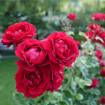 Don Juan Rose