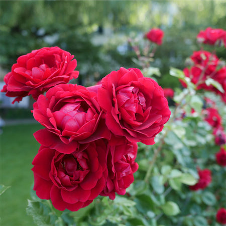 Don Juan Rose