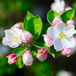 Each spring your apple tree will bloom white flowers with a touch of pink.