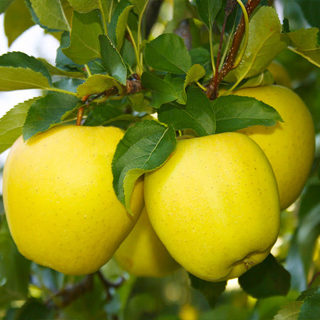 Dorsett Golden Apple Tree