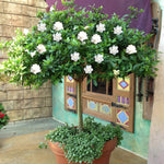 Double Blooming Gardenia Tree