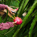 Dragon Fruit Cactus