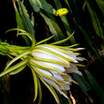 Dragon Fruit Cactus