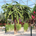Dragon Fruit Cactus
