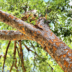 The Drake's bark begins exfoliating sooner than other Chinese Elms.