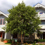 The Dura-Heat® River Birch is more dense than other Birch.