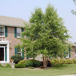 The Dura-Heat® Birch is a wonderful tree for any home but it is especially good at handling the heat of southern landscapes.