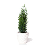 California’s Dwarf Greenery
