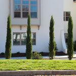 Dwarf Italian Cypress Tree