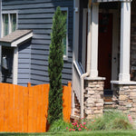 Dwarf Italian Cypress Tree