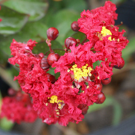 Dynamite Crape Myrtle Tree