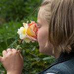 Euphoria® Rose Shrub