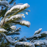 Eastern White Pine Tree