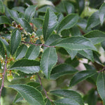 Emerald Flair Elm