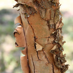 Emerald Flair Elm
