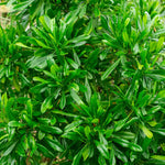 Emerald Ice Green Hopbush