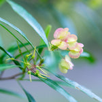 Emerald Ice Green Hopbush