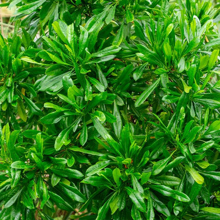 Emerald Ice Green Hopbush