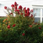 Enduring Summer Crape Myrtle is a dwarf crape myrtle shrub reaching heights of just  4-5 feet.