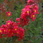 Enduring Summer Red Crape Myrtle Shrub