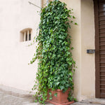 English Ivy is a fast growing groundcover for shade or sun.