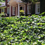 English Ivy