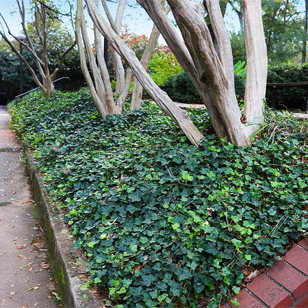 English Ivy