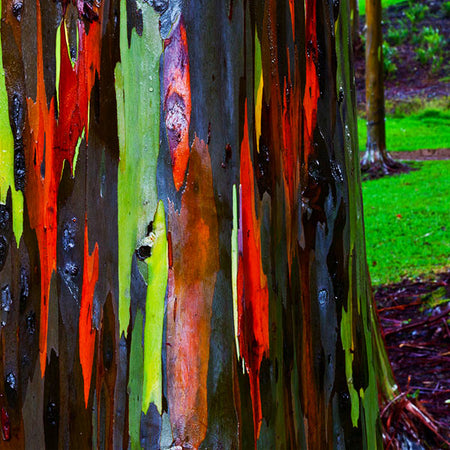 Rainbow Eucalyptus Tree